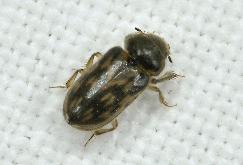 Heteroceridae: Heterocerus fenestratus